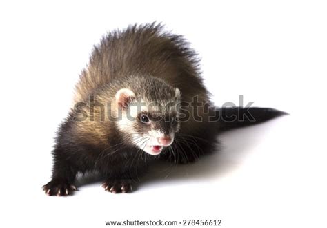 Evil Ferret Stock Photo 278456612 Shutterstock