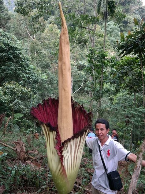 Fakta di balik bunga rafflesia arnoldii. Contoh Gambar Bunga Rafflesia Arnoldi - Gambar Ngetrend ...