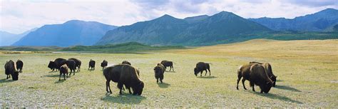 Herd Of Bisons Grazing In A Field Photograph by Animal Images