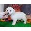 Maltipoo Puppies For Sale  Hammond IN 284257 Petzlover