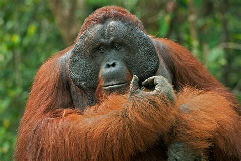 Alpha Male Orangutan Borneo Sean Crane Photography