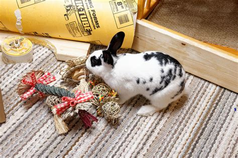 According to petmd, there are specific flowers and plants that poisonous and can harm your cat. House Rabbit Care - A HOME FOR EVERYBUNNY