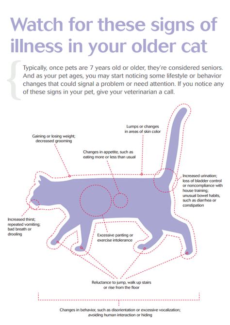 8 Signs Of Illness In Older Cats Cathealthtips Cathealthsigns