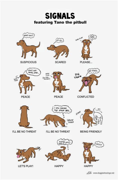 Dog Signals What Is Their Body Language Telling You Dogbodylanguage