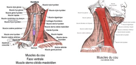 Muscles Cervicaux