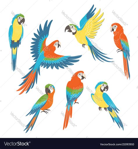 Set Macaw Parrots Royalty Free Vector Image Vectorstock