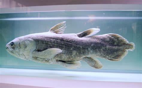 Coelacanthus (hollow spine) is a genus of extinct coelacanths that first appeared during the permian period. Coelacanth Hangout - Waiving Entropy