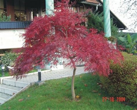 The main highlight of the season is the fall colors in japan, called koyo in furthermore, the lake kawaguchi autumn leaf festival is held every year on the northern shore of the lake. Red Lace Leaf Japanese Maple, Acer palmatum atropurpureum ...