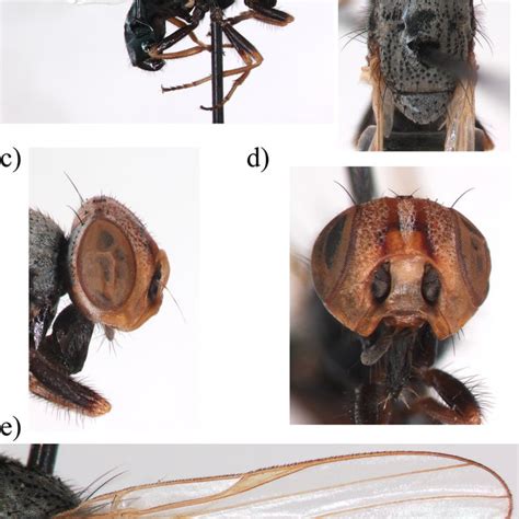 Pdf Two New Species Of The Genus Timia Diptera Ulidiidae With A