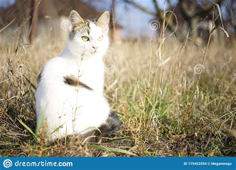 Cute White Kitten Sitting In The Dry Grass Stock Photo Image Of Look