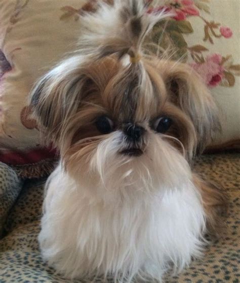 12 Reasons Why You Should Never Own Shih Tzus