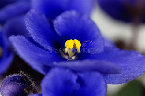 Macro Photo Of A Flower Of An African Violet Stock Image