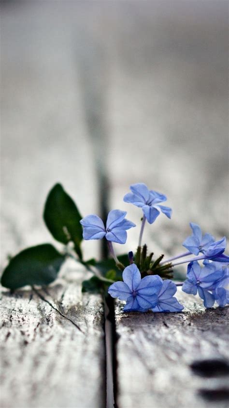 Small Blue Flowersamsung Wallpaper Download Free Samsung Wallpapers