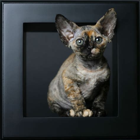Devon Rex Cat Breed Picture Picture Record