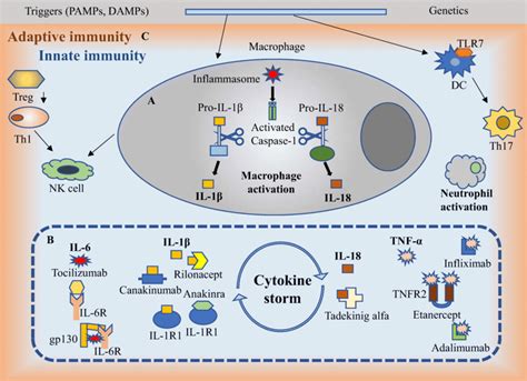 Immune Pathogenesis Of Adult Onset Stills Disease A Inflammasomes In