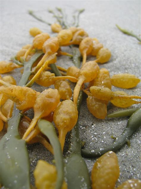 Yellow Pod Seaweed Flickr Photo Sharing