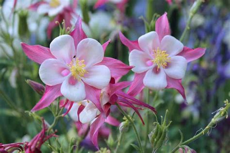 How To Grow And Care For Columbine Flowers Gardeners Path