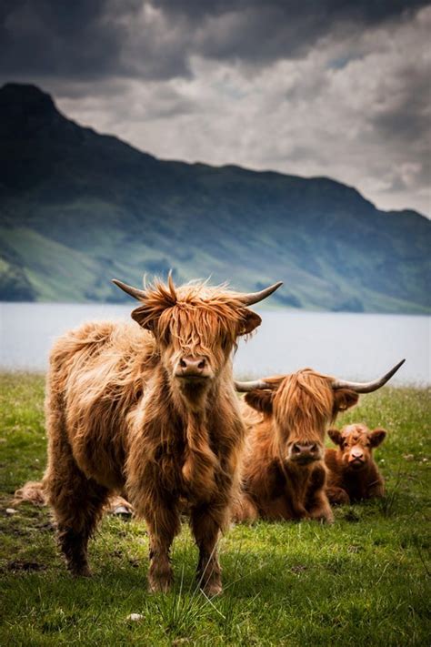 Highland Cows Posing On The Isle Of Skye Scotland Highland Cattle