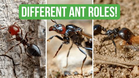 The Different Roles In An Ant Colony Bruma Ants