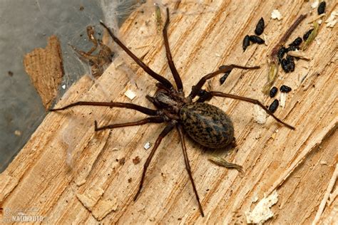 Large House Spider Photos Large House Spider Images Nature Wildlife