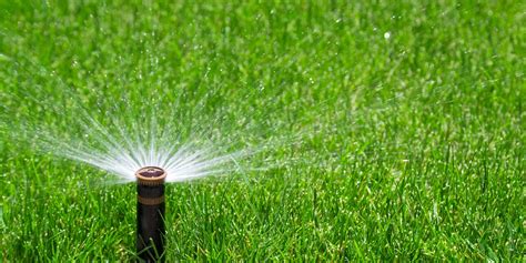 If you want your lawn lush green, you must ensure you give it early and deep watering as needed. 1000-water-sprinkler-lawn-green-grass - Ryno Lawn Care, LLC