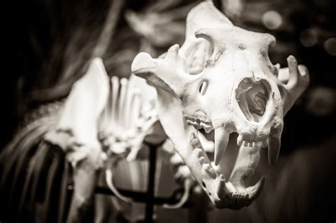Skeletons Bone Chilling Halloween