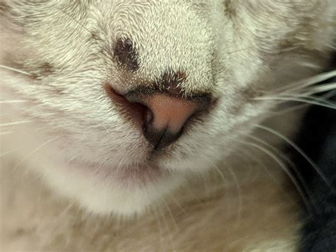 Black Spots On Nose Images Included Please Help Thecatsite