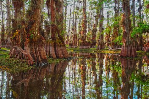 Big Cypress National Preserve 6 Ways To Explore Everglades