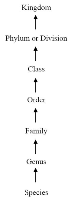 Explain Taxonomic Categories Showing Hierarchical Arrangement In