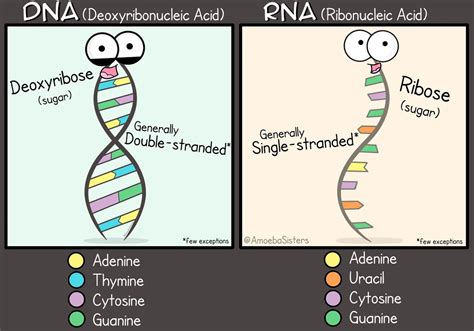 Dna Vs Rna Science With The Amoeba Sisters