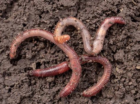 What Do Earthworms Eat What Gives Them Their Nutrients Coachella