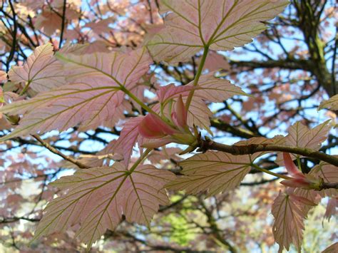 Pink Maple 1 Free Stock Photo Public Domain Pictures