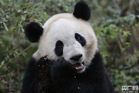 Visit Giant Panda In Copenhagen Zoo In Denmark Giant Panda News