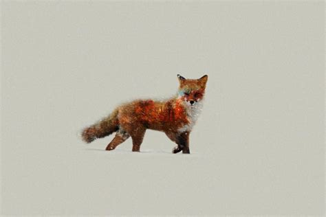 Minimalist Fox Wallpapers Wallpaper Cave