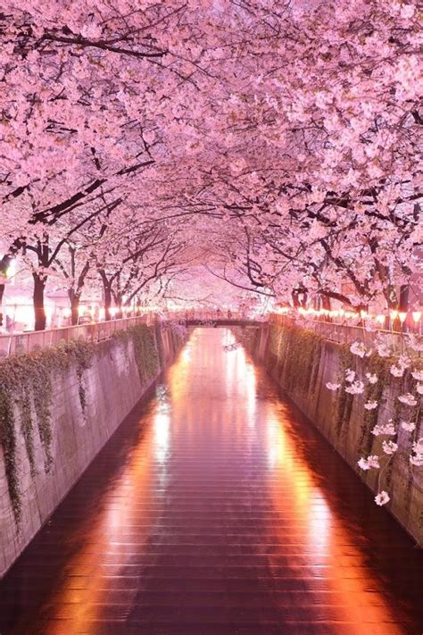 Wonderful Pink Cherry Blossom Wallpaper Iphone 2020 3d