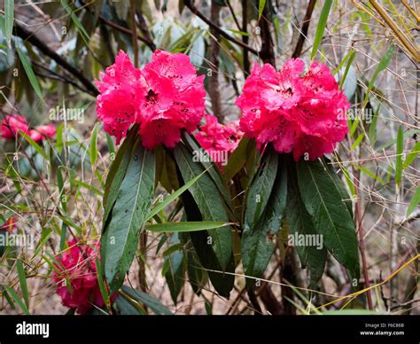 Beautiful Pink Rhododendron Flower Near Himalayan Hotel En Route To