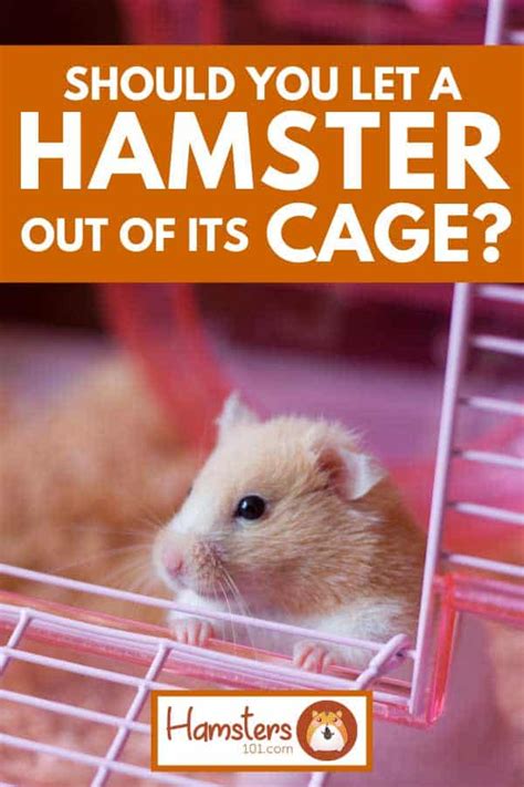 Should You Let A Hamster Out Of Its Cage Hamsters 101