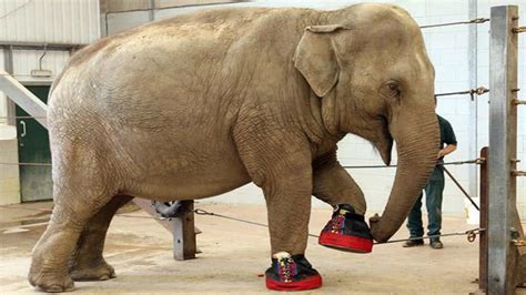 Elephant Gets Pair Of Shoes