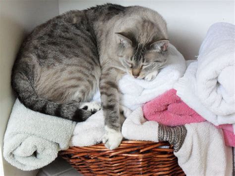 Towel warmer on a budget. DIY Towel Warmer | Diy towels, Crazy cats, Towel warmer