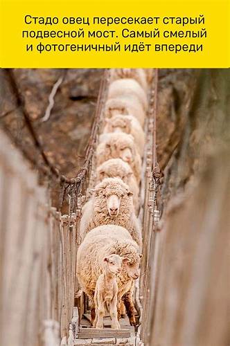 Чай летящая ласточка похудею ли я Купила китайский чай для похудения Летящая ласточка после первой чашки Купила китайский чай для похудения Летящая ласточка после первой чашки Чай летящая ласточка похудею ли я