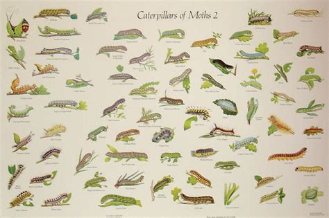 Texas Caterpillar Identification Chart