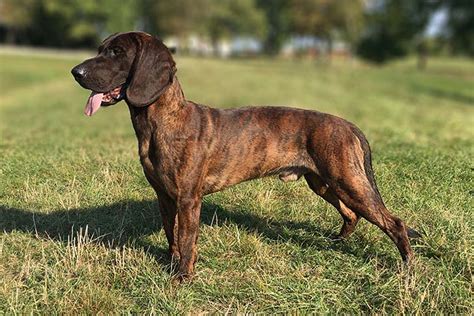 Hanoverian Scenthound Dog Breed Information