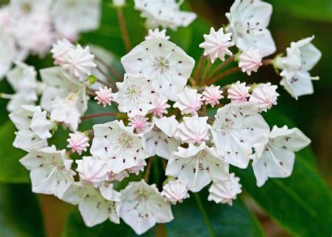 How To Grow And Care For Mountain Laurel Hgtv