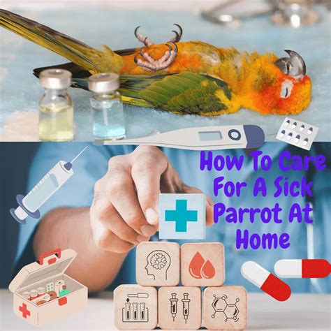 How To Care For A Sick Parrot At Home Nursing Care For Sick Pet Birds