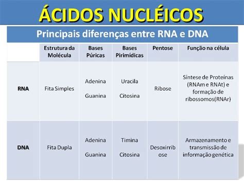 ácidos Nucléicos Dna E Rna Estrutura E Função Várias Estruturas