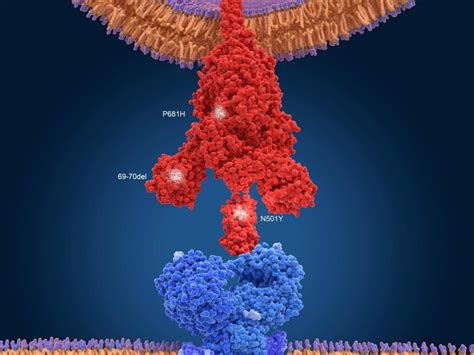 When it comes to this variant, vaccine efficacy is lower, in some instances quite dramatically so. The science you need to understand about COVID-19 variants ...