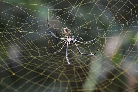 What Are Spider Webs Made Of And How Do They Spin Them Way Daily