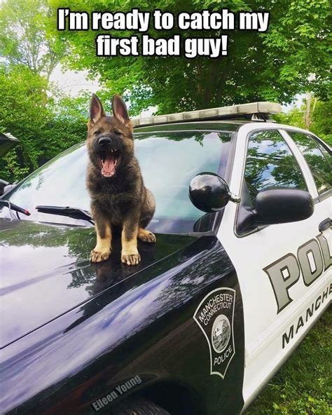 I Has A Hotdog Police Funny Dog Pictures Dog Memes Puppy