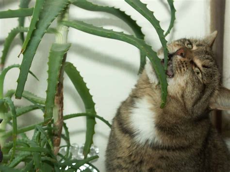 The other food bowl just has to have something better in it. Common Houseplants to be Aware with Cats and Dogs | VetBabble