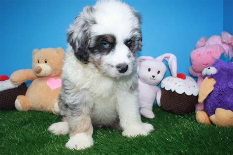 Mini Aussiedoodle Puppies For Sale Long Island Puppies